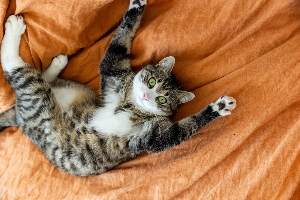 Is it okay to let your cat sleep in your bed?